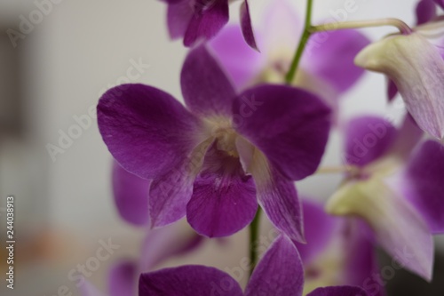 Lilac flower on a blurred white background