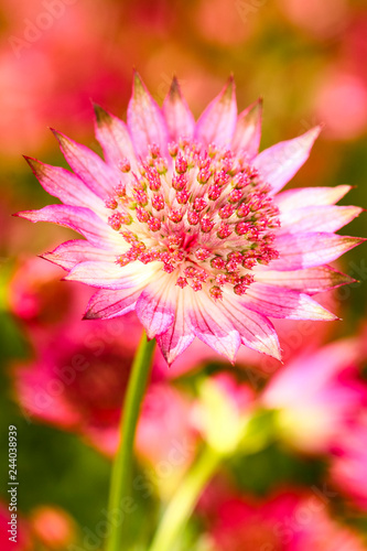Close up of an astrantia flower