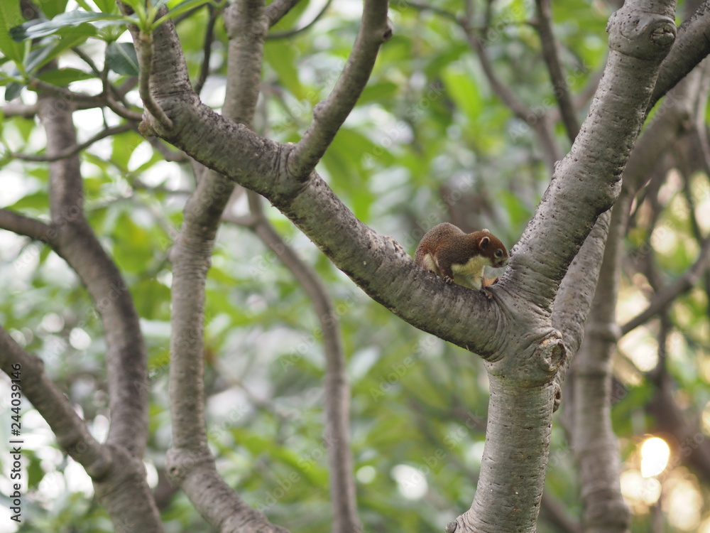Squirrel on the Frangipani tree Plumeria Squirrel on the Frangipani tree Plumeria