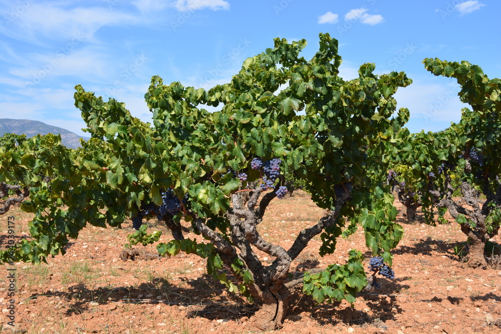 vineyard in Jalon Valley, Alicante Province, Spain