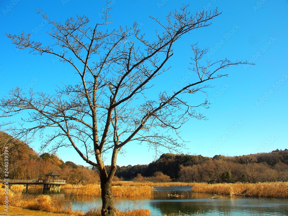桜の木のある冬の朝の公園風景 桜の木のある冬の朝の公園風景