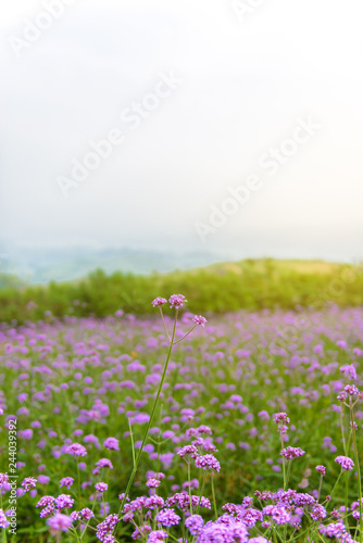 Fototapeta Naklejka Na Ścianę i Meble -  Violet verbena flowers on blurred background with sunshine in the morning