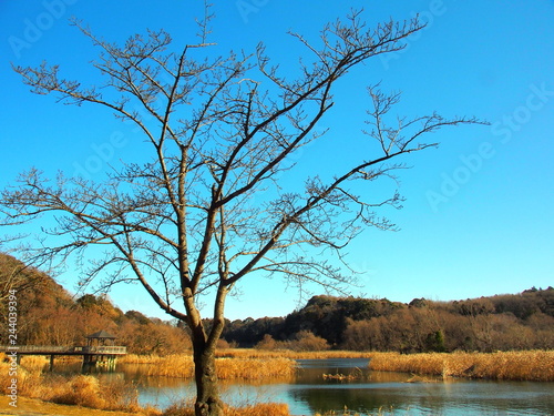 桜の木のある冬の朝の公園風景