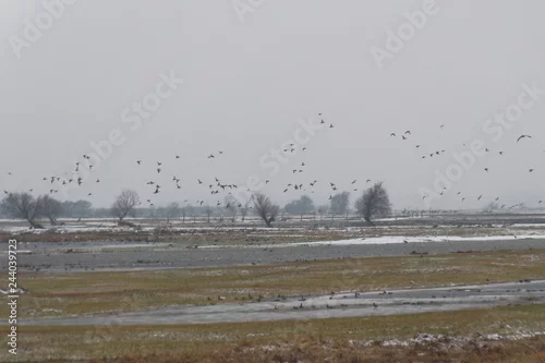 Obraz Park Narodowy Ujście Warty