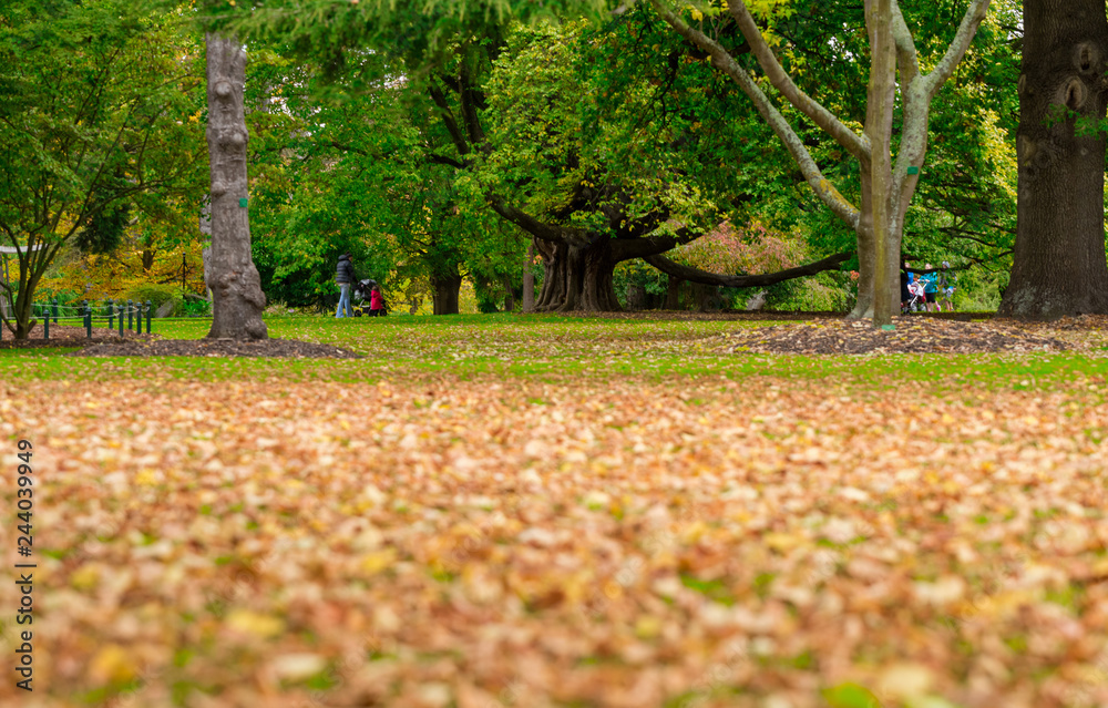 autumn in the park autumn in the park