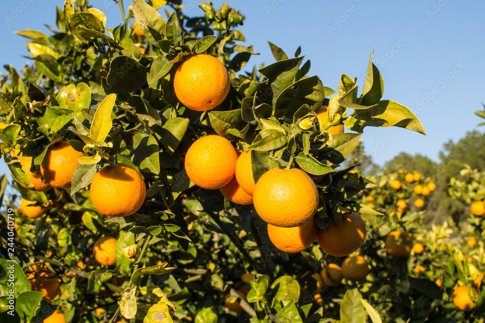 Ripe oranges on the tree