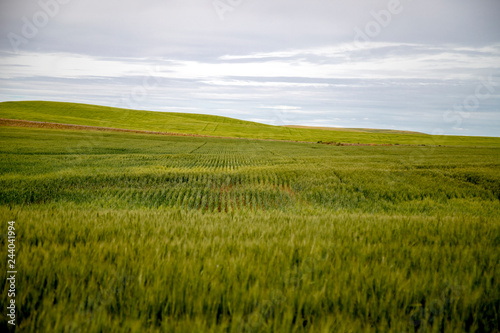 Field of Grain Spokane Plains Washington USA