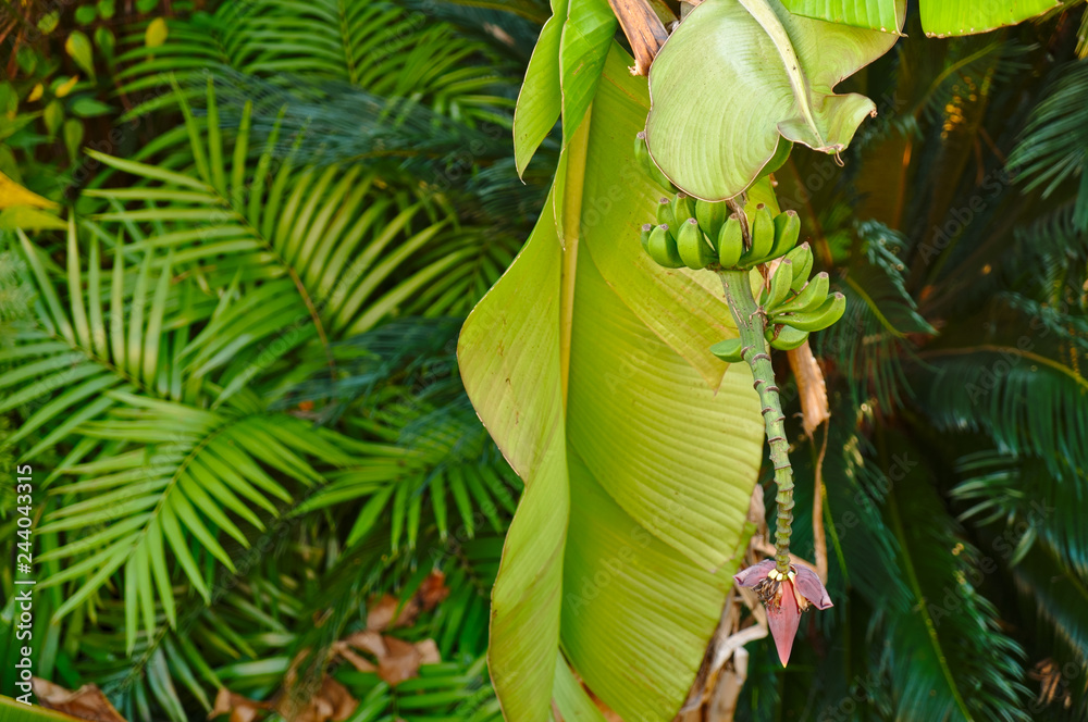 Exotic tropical trees. Palm and banana tree Exotic tropical trees. Palm and banana tree