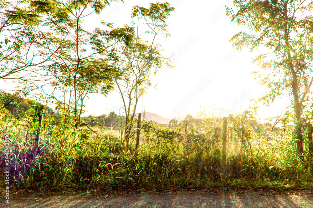 Beautiful flare light with green grass in the morning, Landscape nature background, Green tree with sunrise light, Shadow of tree from sun shine through the tree in Thailand, Peaceful place in rural Beautiful flare light with green grass in the morning, Landscape nature background, Green tree with sunrise light, Shadow of tree from sun shine through the tree in Thailand, Peaceful place in rural