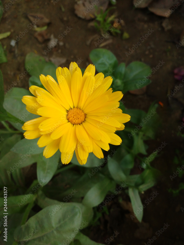 yellow flower in the garden