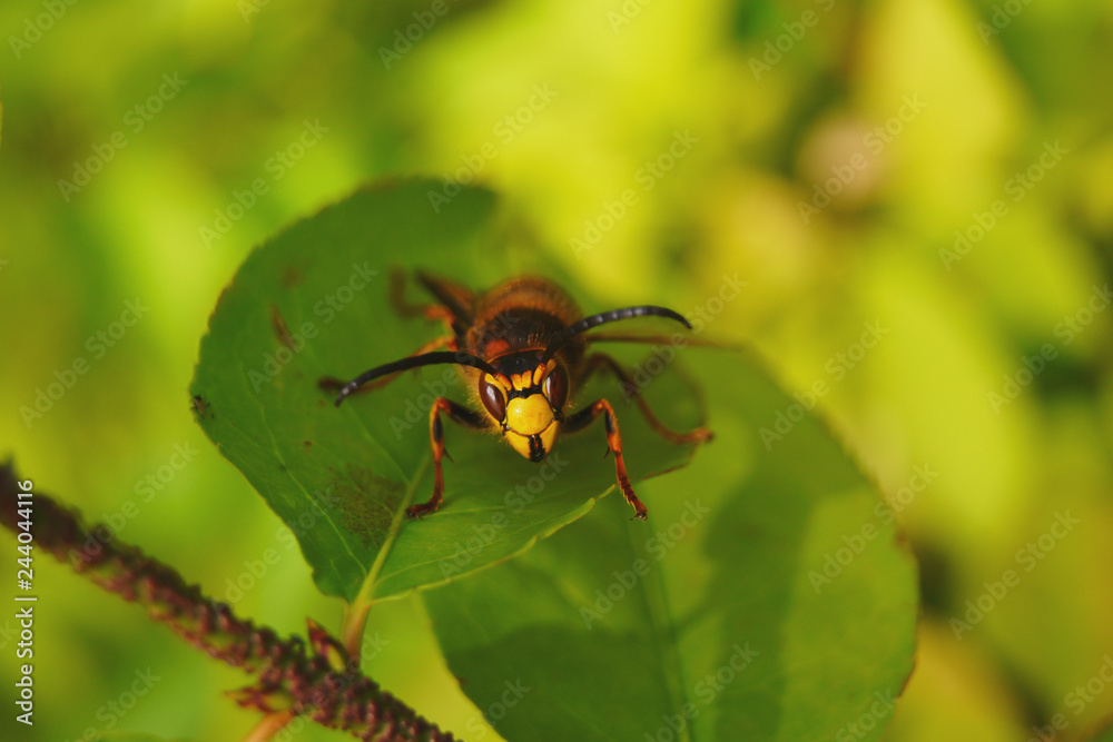 Wild wasp crawling on leaves.