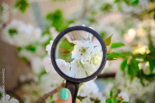 Magnifying glass directionally on spring flowers of a tree. Concept of spring.