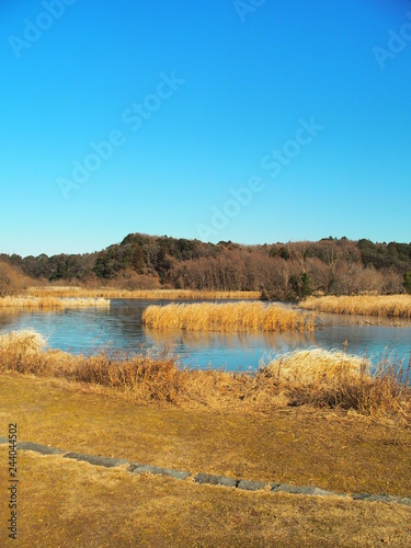 池と林のある自然公園風景