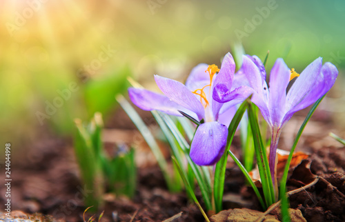 Purple crocuses in spring garden. Easter background.