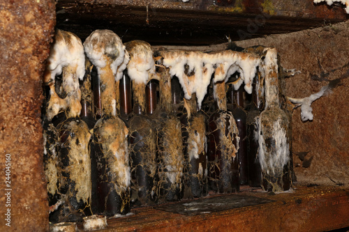 фотографія Tokaj wine bottles with mold in winery cellar