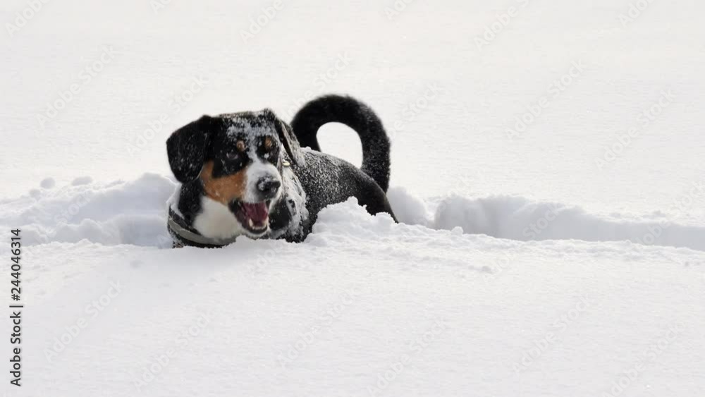 Dog Plays on Fresh Snow in the Winter Forest