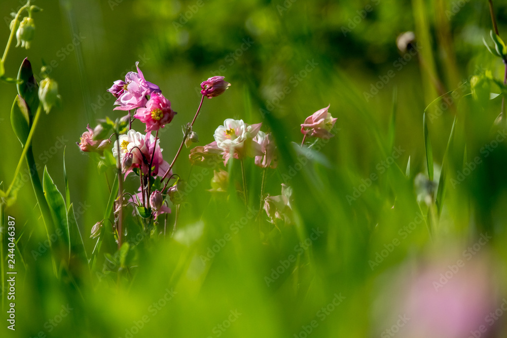Pink rural flowers in green grass Pink rural flowers in green grass