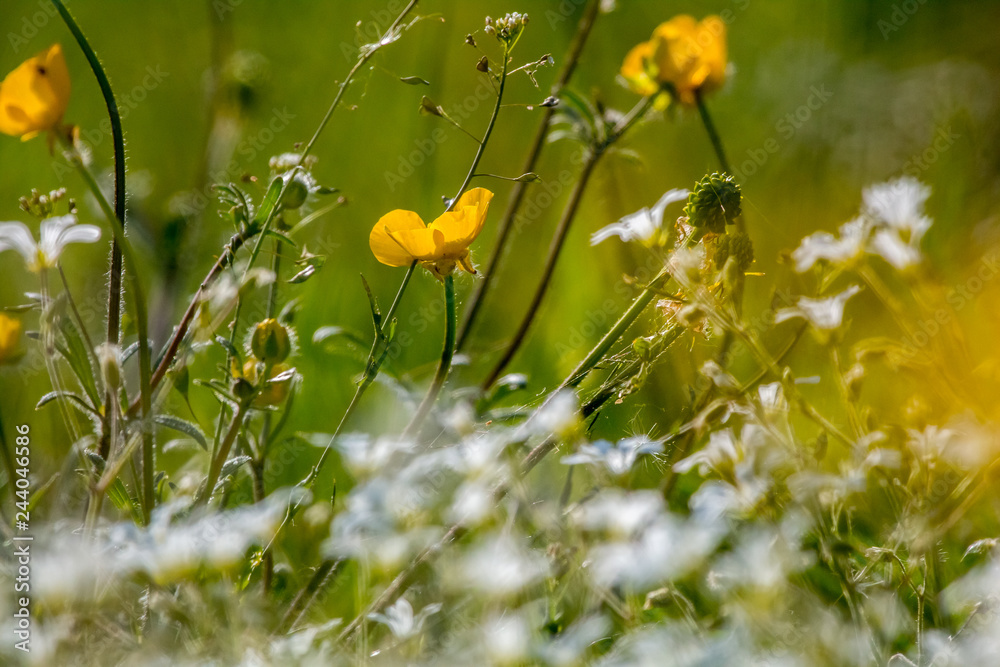 White and yellow wild flowers field on green grass. White and yellow wild flowers field on green grass.
