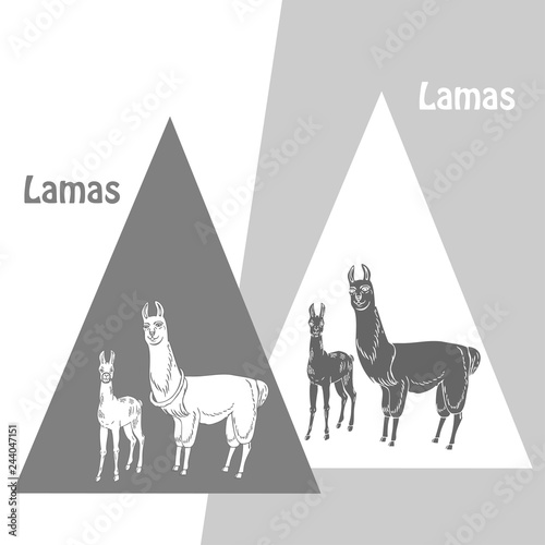 Llamas sketches and silhouettes. Hand drawn animals
