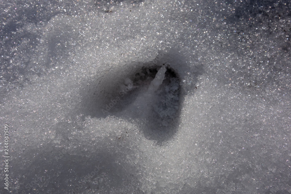 Fototapeta premium Rehspuren im Schnee