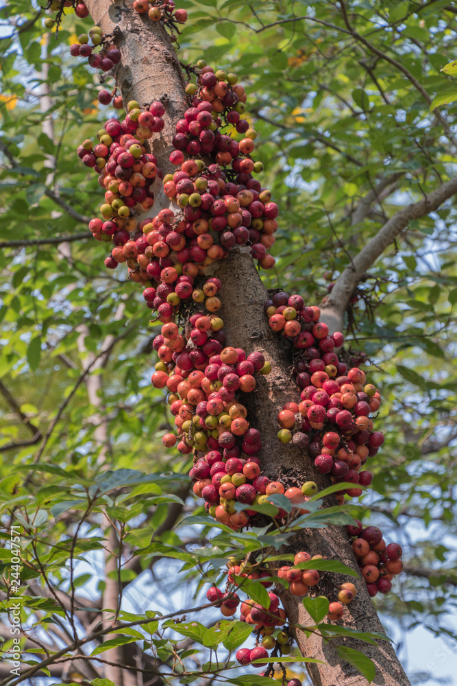 Fototapeta premium The fruit of Ficus Racemos.The common name Fig fruit,cluster fig tree, Indian fig tree or gular fig.