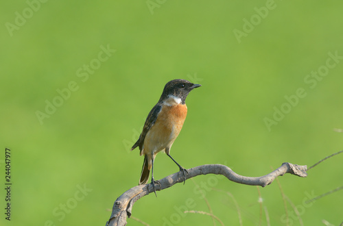 Eastern Stonechat (Saxicola stejnegeri) on tree branch in sunny day