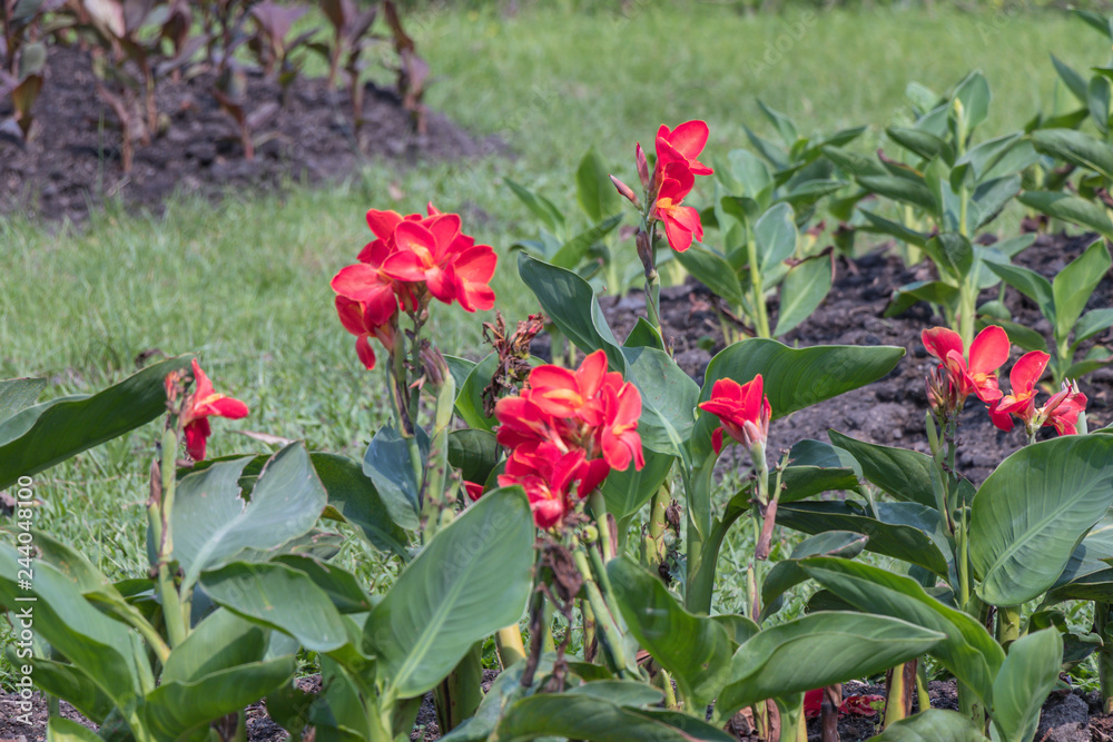 Tropical flower canna  indica in a garden (family: cannaceae, class: liliopsida)