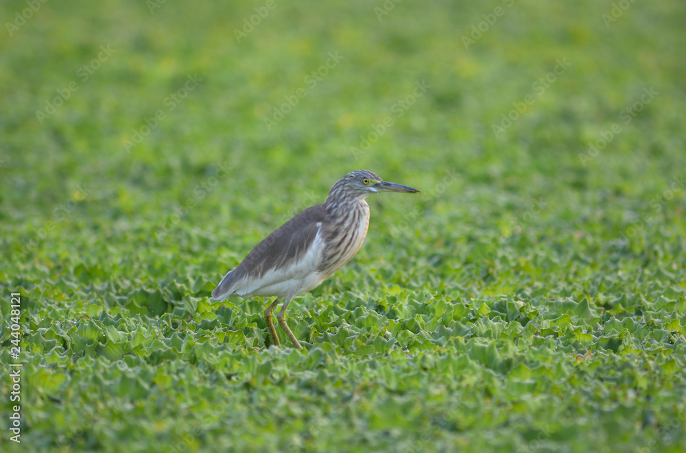 Fototapeta premium Chinese Pond Heron in swamp