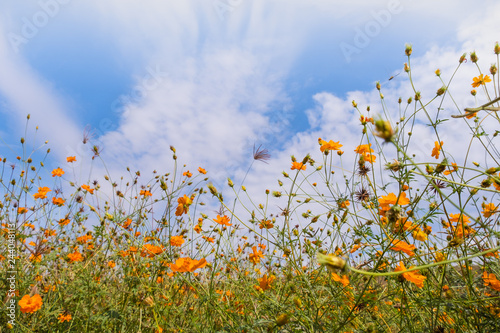 Beautiful blooming yellow cosmos flower with clouds and blue sky. Landscape and botany image.