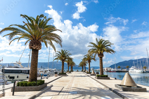 yachts and palms in a luxurious marina photo