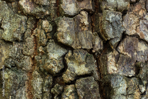 close up of rough tree bark 