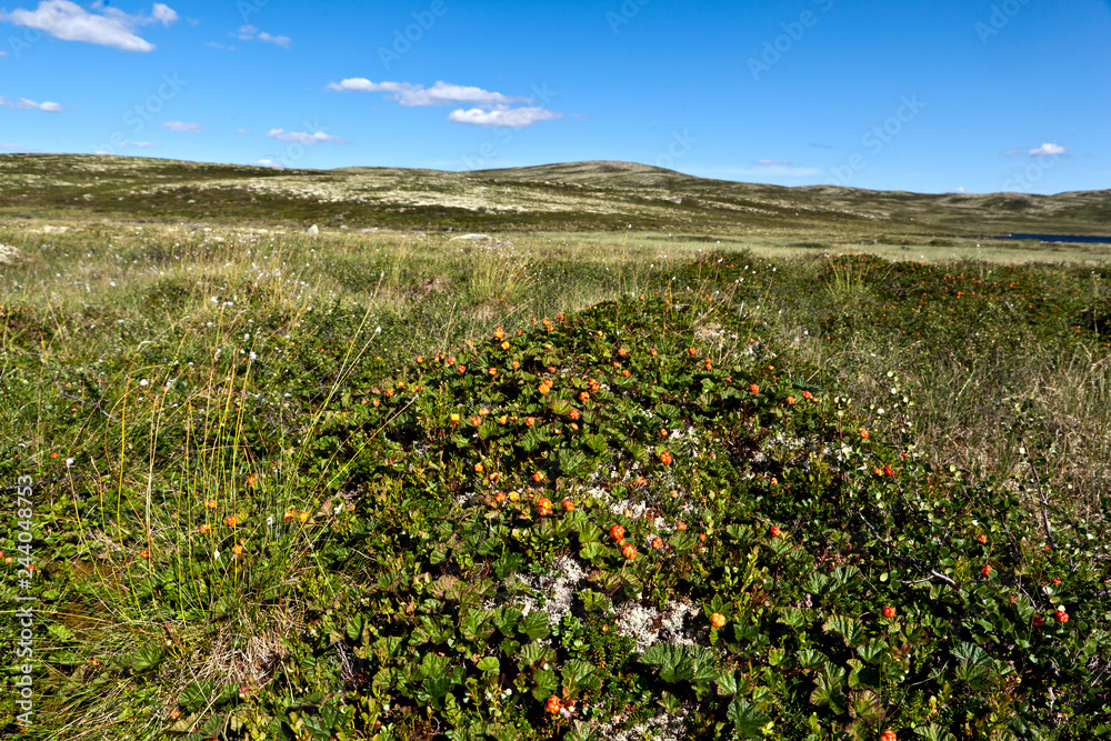 Cloudberry berry in natural habitat in the tundra on a clear sunny day