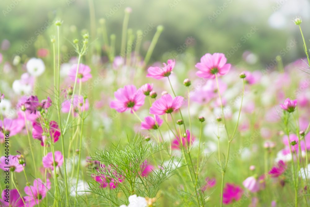 Pink cosmos flowers with in natural Cosmos field. Freshness and background concept.