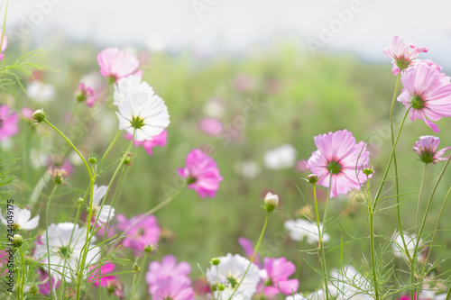 Pink cosmos flowers with in natural Cosmos field. Freshness and background concept. © Dilok