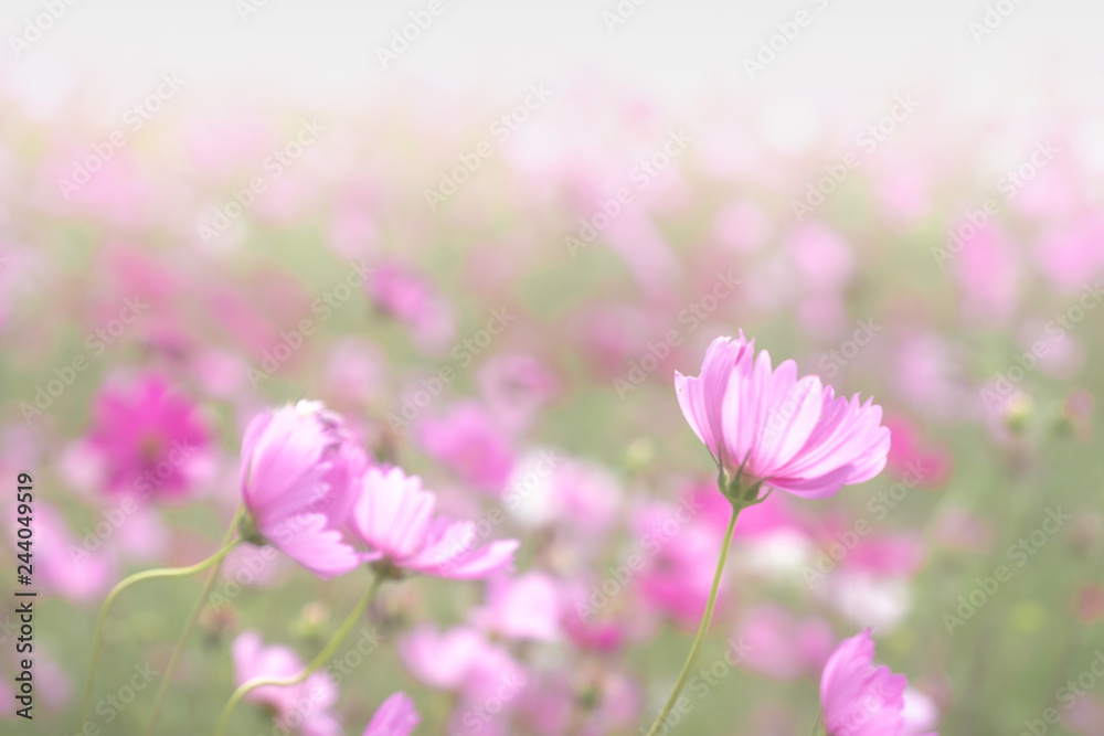 Pink cosmos flowers with in natural Cosmos field. Freshness and background concept. Pink cosmos flowers with in natural Cosmos field. Freshness and background concept.