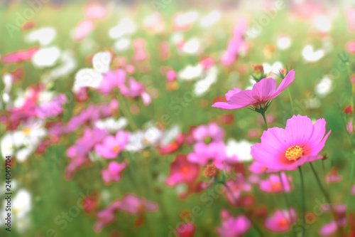 Pink cosmos flowers with in natural Cosmos field. Freshness and background concept. © Dilok