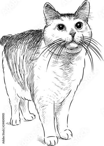 A hand drawing of a watching domestic cat