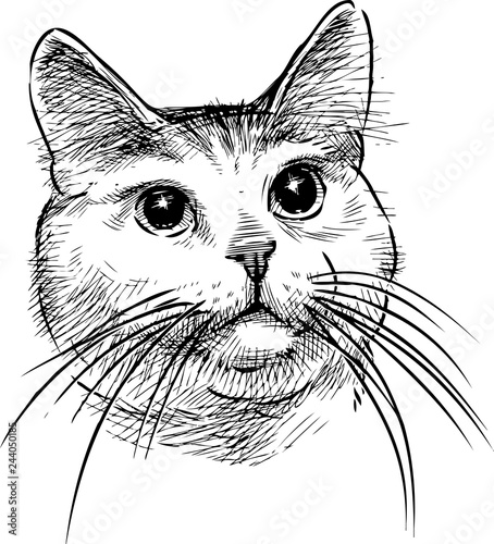 A sketch portrait of a domestic cat