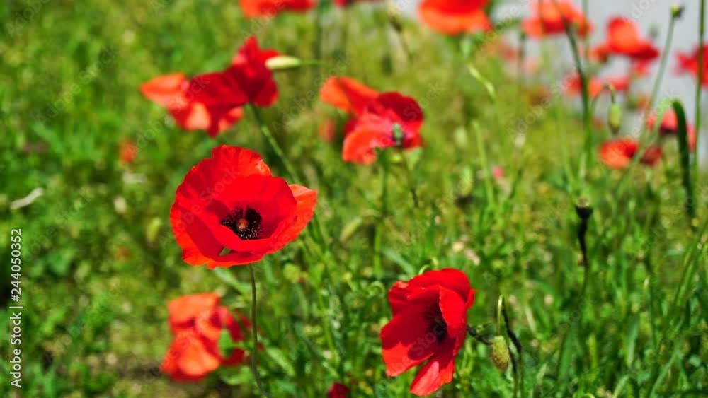 red poppy flowers in the near of Munich in Bavaria Germany. The wind gently plays with them. Slowmotion Video. nature spring background. Blooming Poppies over blue sky on wind. Rural landscape with red poppy flowers in the near of Munich in Bavaria Germany. The wind gently plays with them. Slowmotion Video. nature spring background. Blooming Poppies over blue sky on wind. Rural landscape with