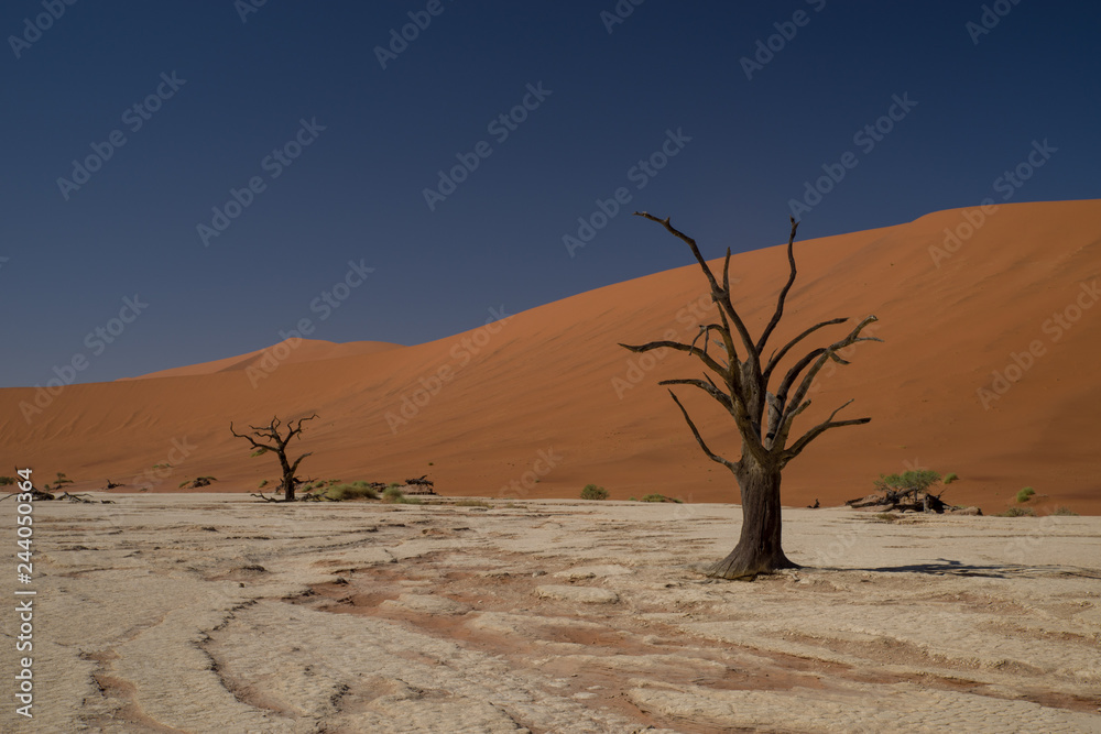ナミブ砂漠　デッドフライ