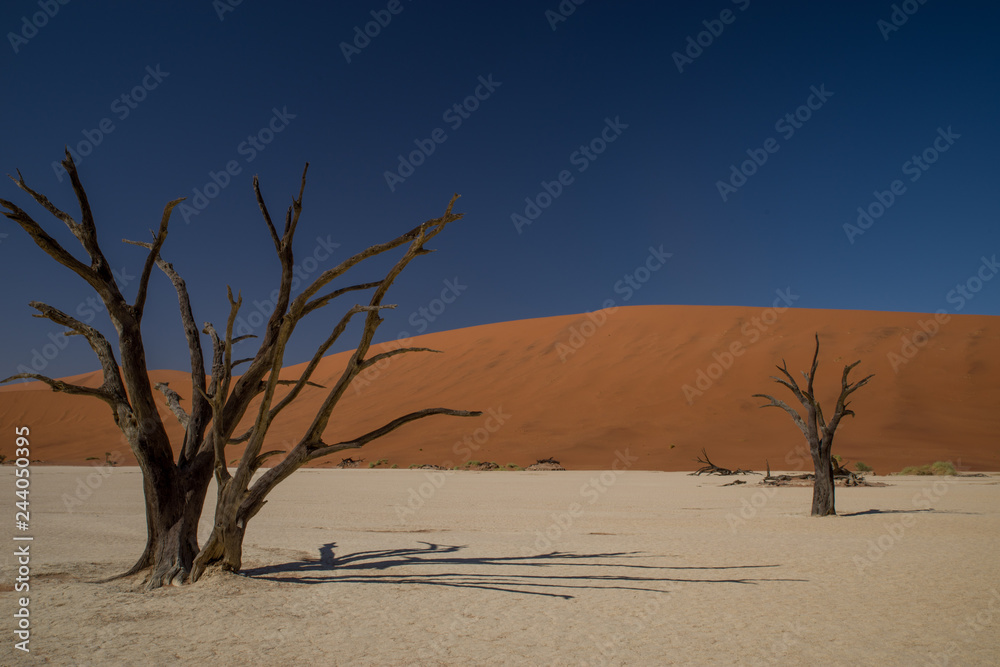 ナミブ砂漠　デッドフライ