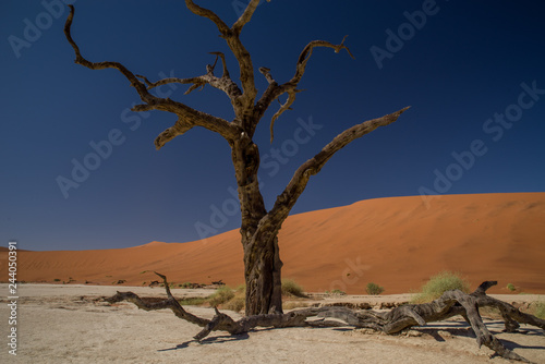 ナミブ砂漠　デッドフライ © carrottomato