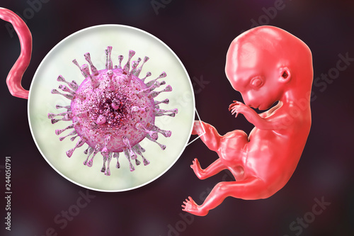 Transplacental transmission of Cytomegalovirus CMV to human embryo, 3D illustration photo