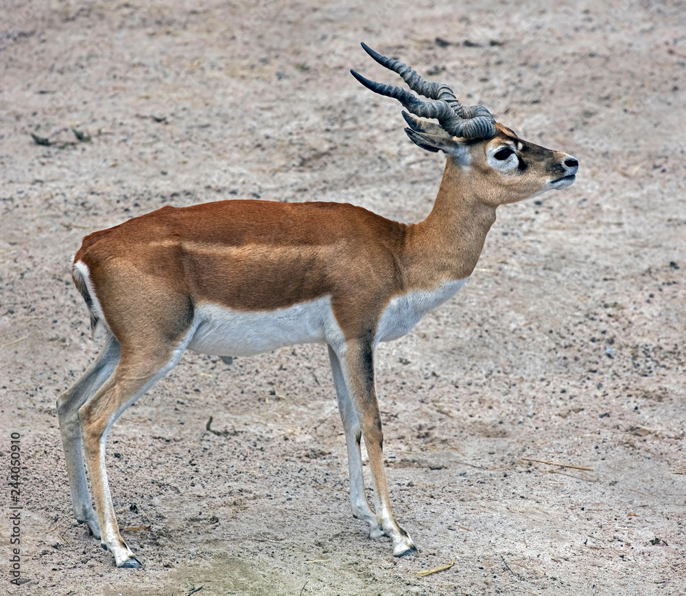 Blackbuck. Latin name - Antilope cervicapra Blackbuck. Latin name - Antilope cervicapra