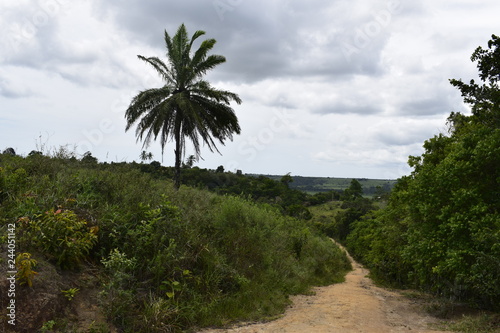  Estrada de terra entre floresta tropical, palmeira 