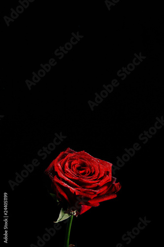 Fototapeta Naklejka Na Ścianę i Meble -  A close-up photograph of a deep red blossoming rose covered in droplets of water in front of a black background witch copy space