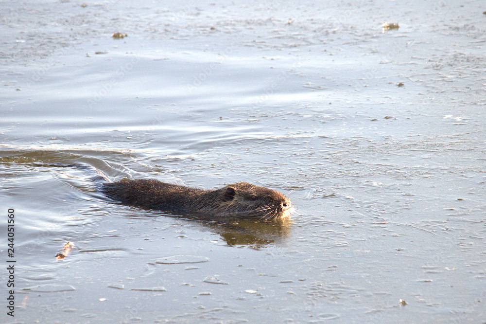 Fototapeta premium otter in water, nutria