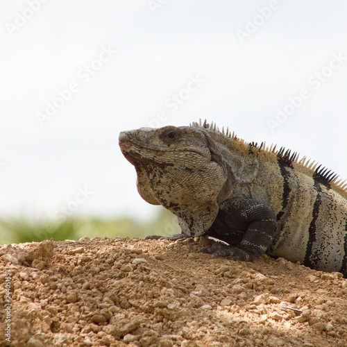 Perching Iguana