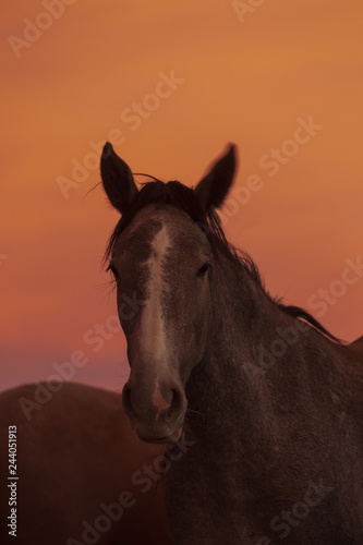 Wild Horse Portrait at Sunset © natureguy