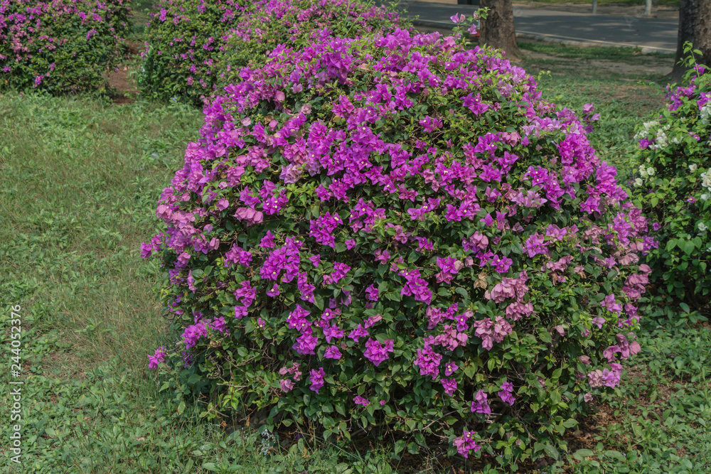 Blooming Magenta bougainvillea flower in a garden. Blooming Magenta bougainvillea flower in a garden.